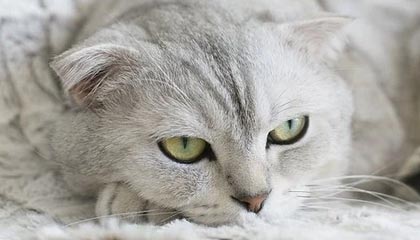 广东香烟批发代理，广东最大的高仿香烟厂家直销网